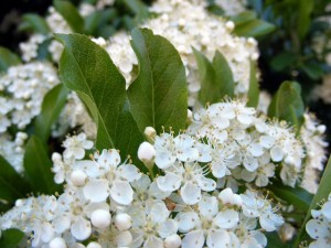 Beautiful elderflower blooms. Who knew you could eat them? Well, Europeans, that's who. 